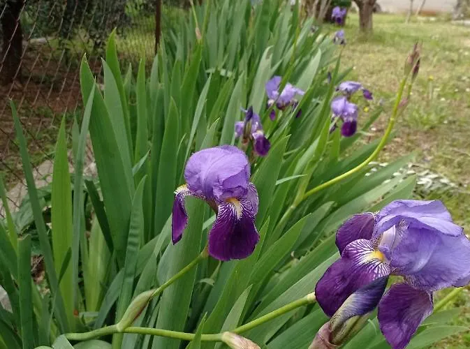 아파트 Soline - Emozione 빈쿠란